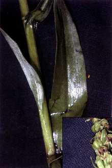 <i>Piperia dilatata</i> (Pursh) Szlach. & Rutk.