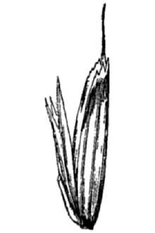 <i>Pleuropogon refractus</i> (A. Gray) Benth. ex Vasey var. hooverianus L.D. Benson