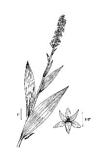 <i>Platanthera hyperborea</i> (L.) Lindl. var. minor Lange