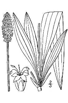 <i>Plantago altissima</i> auct. non L.