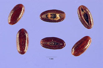 <i>Plantago lanceolata</i> L. var. sphaerostachya Mert. & W.D.J. Koch