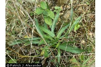 <i>Plantago lanceolata</i> L. var. sphaerostachya Mert. & W.D.J. Koch