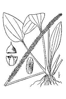 <i>Plantago major</i> L. var. intermedia (DC.) Pilg.