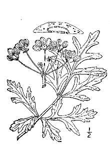 <i>Pleiotaenia nuttallii</i> (DC.) J.M. Coult. & Rose