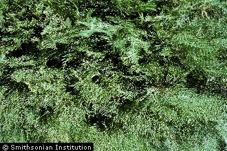 <i>Thuja orientalis</i> L. var. aurea (Carrière) Rehder