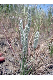 <i>Plantago patagonica</i> Jacq. var. spinulosa (Decne.) A. Gray