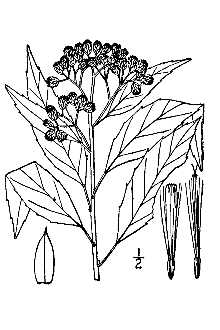 <i>Pluchea petiolata</i> Cass.