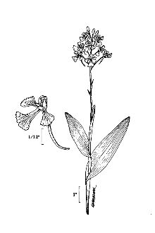 <i>Blephariglotis peramoena</i> (A. Gray) Rydb.