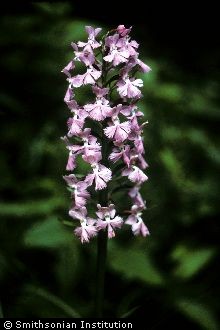 <i>Orchis fissa</i> Muhl. ex Willd.
