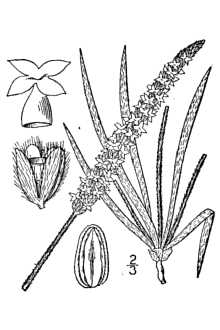 <i>Plantago spinulosa</i> Decne.