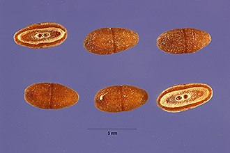 <i>Plantago patagonica</i> Jacq. var. gnaphalioides (Nutt.) A. Gray