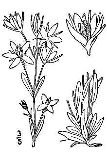 <i>Lomatogonium rotatum</i> (L.) Fr. ex Fernald ssp. tenuifolium (Griseb.) A.E. Porsild