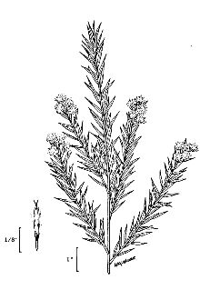 <i>Berthelotia sericea</i> (Nutt.) Rydb.