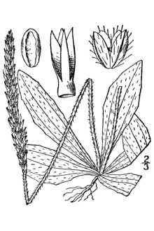 <i>Plantago virginica</i> L. var. viridescens Fernald