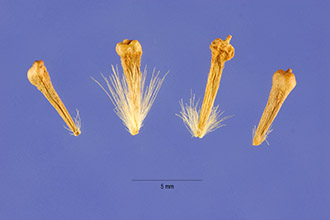 <i>Platanus racemosa</i> Nutt. var. wrightii (S. Watson) L.D. Benson