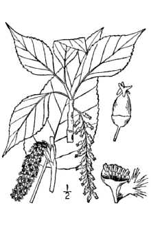 <i>Populus acuminata</i> Rydb. var. rehderi Sarg.