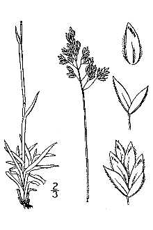 <i>Poa alpina</i> L. var. vivipara L.