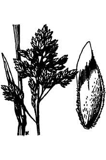 <i>Poa alpina</i> L. var. vivipara L.