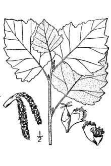 <i>Populus alba</i> L. var. nivea Aiton