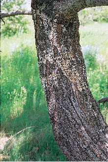 <i>Populus alba</i> L. var. nivea Aiton