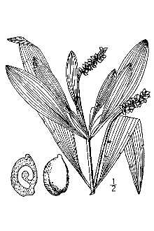 <i>Potamogeton alpinus</i> Balbis var. subellipticus (Fernald) Ogden