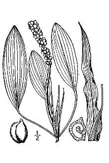 <i>Potamogeton oblongifolius</i> J.R. Forst., nom. utique rej.