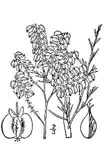 <i>Gonopyrum americanum</i> Fisch. & C.A. Mey.