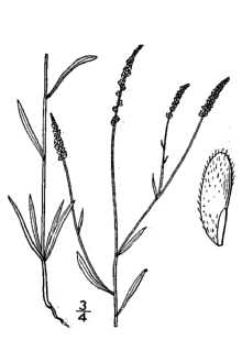 <i>Polygala verticillata</i> L. var. dolichoptera Fernald