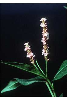 <i>Polygonum coccineum</i> Muhl. ex Willd. var. pratincola (Greene) Stanford