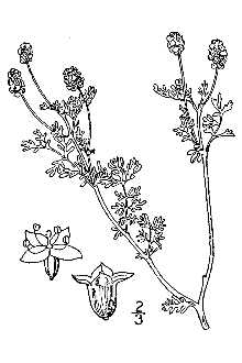 <i>Sanguisorba occidentalis</i> Nutt.