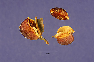 <i>Porlieria angustifolia</i> (Engelm.) A. Gray