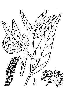 <i>Populus canadensis</i> Moench var. angustifolia (James) Wesmael