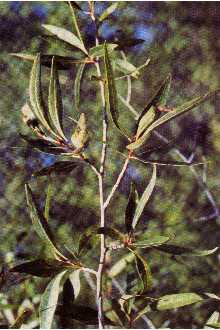 <i>Populus canadensis</i> Moench var. angustifolia (James) Wesmael