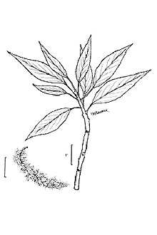 <i>Populus ×sennii</i> B. Boivin