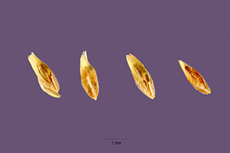 <i>Poa agassizensis</i> B. Boivin & D. Löve