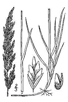 <i>Poa glaucifolia</i> Scribn. & T.A. Williams