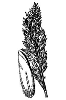 <i>Poa glaucifolia</i> Scribn. & T.A. Williams