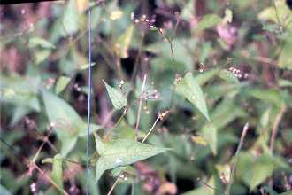 <i>Polygonum arifolium</i> L. var. lentiforme Fernald & Grisc.