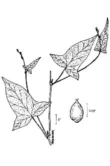 <i>Persicaria arifolia</i> (L.) Harolds.