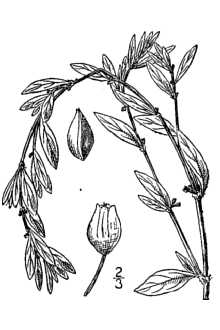 <i>Polygonum aviculare</i> L. var. vegetum Ledeb.