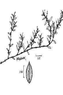 <i>Polygonum heterophyllum</i> Lindl.