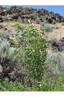 <i>Populus trichocarpa</i> Torr. & A. Gray ex Hook. var. ingrata (Jeps.) Jeps.