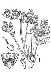 <i>Potentilla pensylvanica</i> L. var. bipinnatifida (Douglas ex Hook.) Torr. & A. Gray