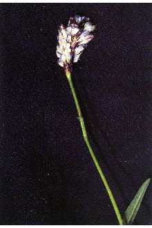 <i>Persicaria bistortoides</i> (Pursh) H. Hinds