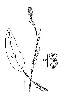 <i>Polygonum bistortoides</i> Pursh var. oblongifolium (Meisn.) H. St. John
