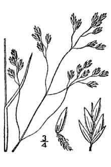 <i>Poa brachyphylla</i> Schult.