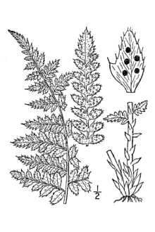 <i>Polystichum braunii</i> (Spenner) Fée var. purshii Fernald