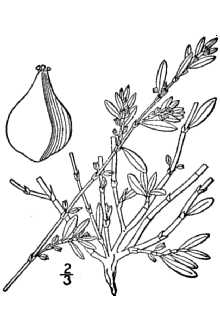 <i>Polygonum aviculare</i> L. ssp. buxiforme (Small) Costea & Tardif