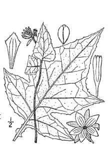 <i>Polymnia radiata</i> (A. Gray) Small