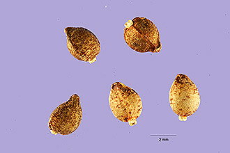 <i>Polymnia canadensis</i> L. var. radiata A. Gray